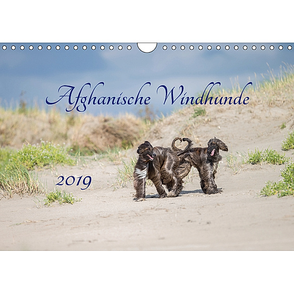 AFGHANISCHE WINDHUNDE 2019 (Wandkalender 2019 DIN A4 quer), Annett Mirsberger