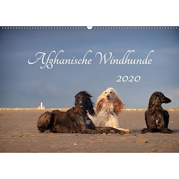 AFGHANISCHE WINDHUNDE 2020 (Wandkalender 2020 DIN A2 quer), Annett Mirsberger