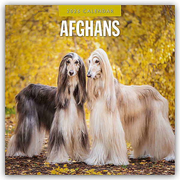 Afghans - Afghanischer Windhund 2025 - 16-Monatskalender, Red Robin Publishing Ltd