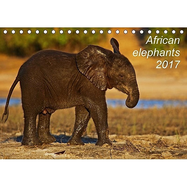 African elephants 2017 (Tischkalender 2017 DIN A5 quer), Wibke Woyke