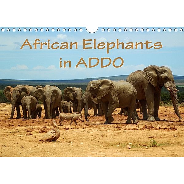 African Elephants in ADDO (Wall Calendar 2018 DIN A4 Landscape), Anke van Wyk