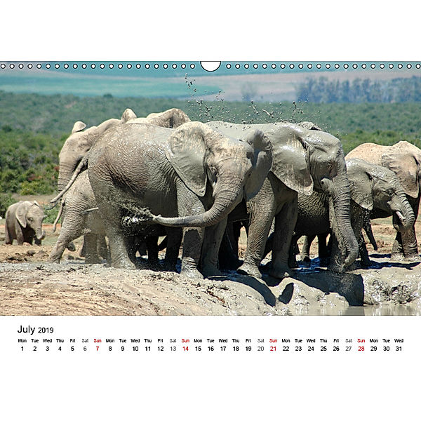 African Elephants in ADDO (Wall Calendar 2019 DIN A3 Landscape), Anke van Wyk