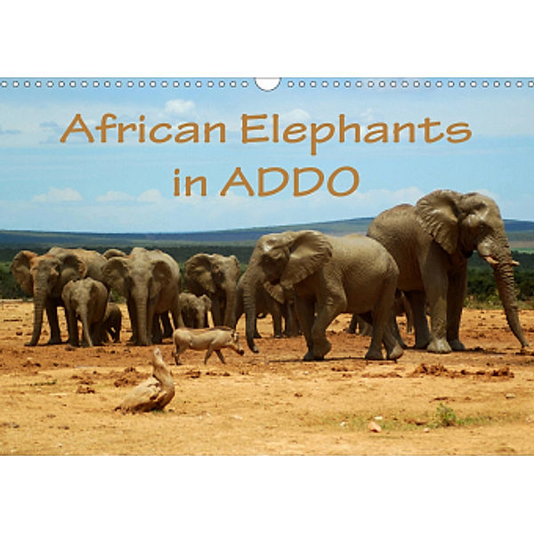 African Elephants in ADDO (Wall Calendar 2021 DIN A3 Landscape), Anke van Wyk