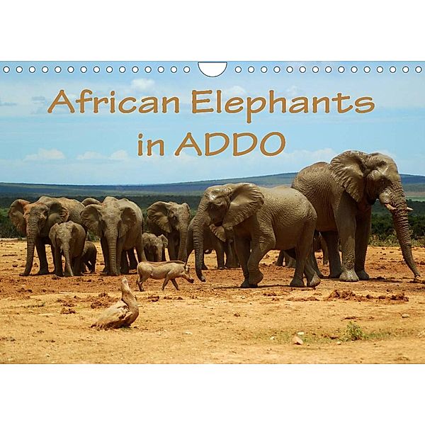 African Elephants in ADDO (Wall Calendar 2023 DIN A4 Landscape), Anke van Wyk