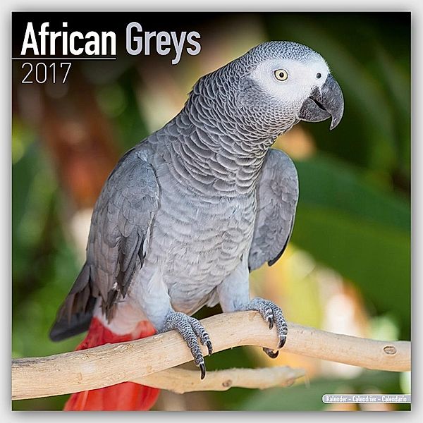 African Greys 2017, Avonside Publishing Ltd.