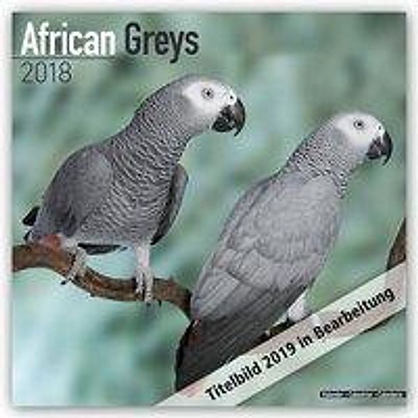African Greys Calendar 2019, Avonside Publishing Ltd