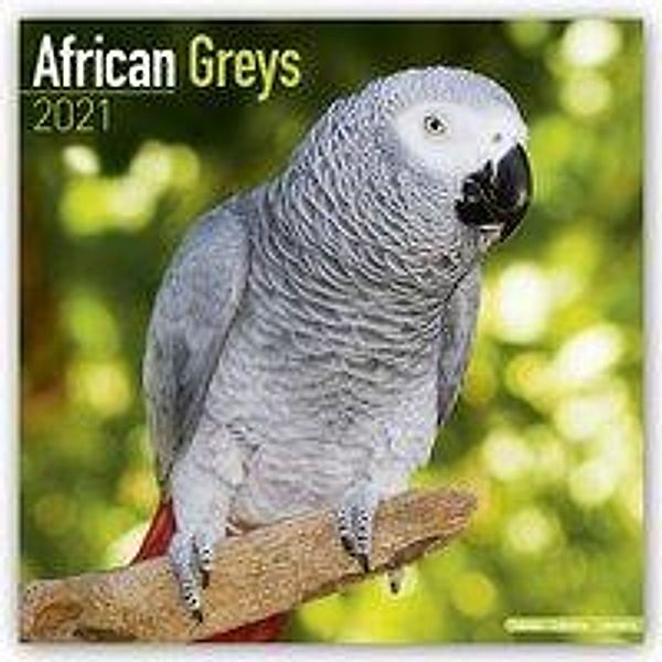 African Greys - Graupapageien 2021, African Greys 2021