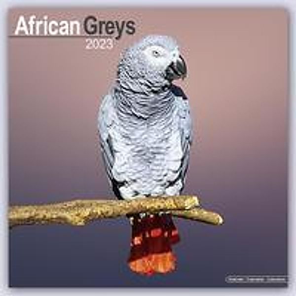 African Greys - Graupapageien 2023 - 16-Monatskalender, Avonside Publishing Ltd
