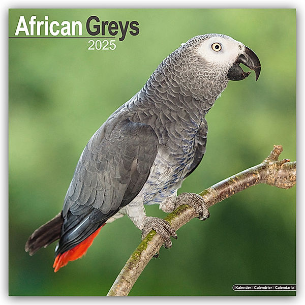 African Greys - Graupapageien 2025 - 16-Monatskalender, Avonside Publishing Ltd