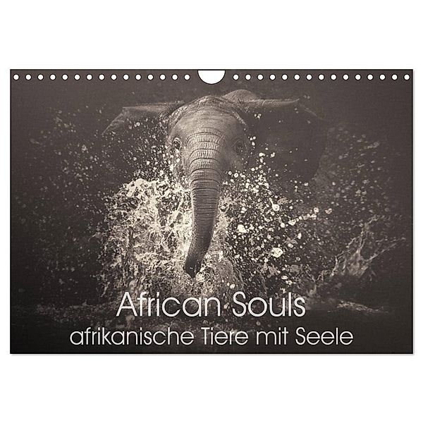 African Souls - afrikanische Tiere mit Seele (Wandkalender 2024 DIN A4 quer), CALVENDO Monatskalender, Manuela Kulpa
