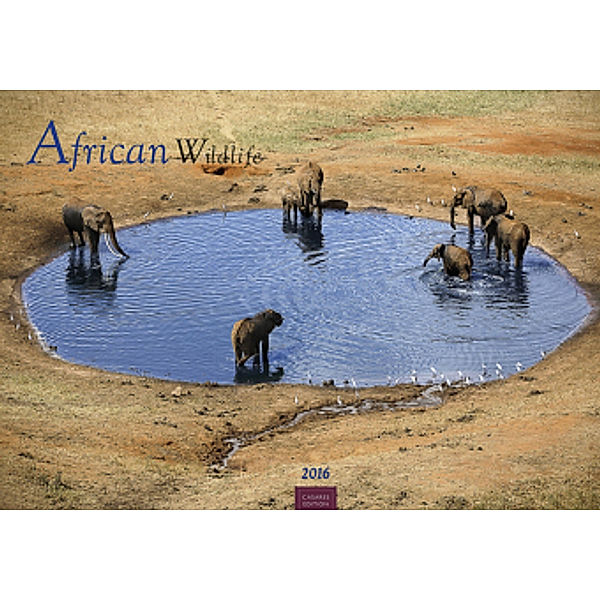 African Wildlife 2016