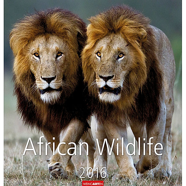 African Wildlife 2016