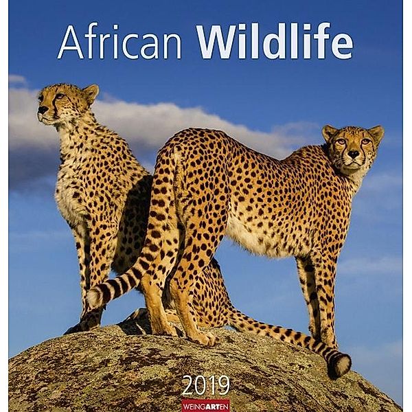 African Wildlife 2019