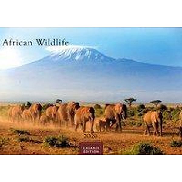 African Wildlife 2020