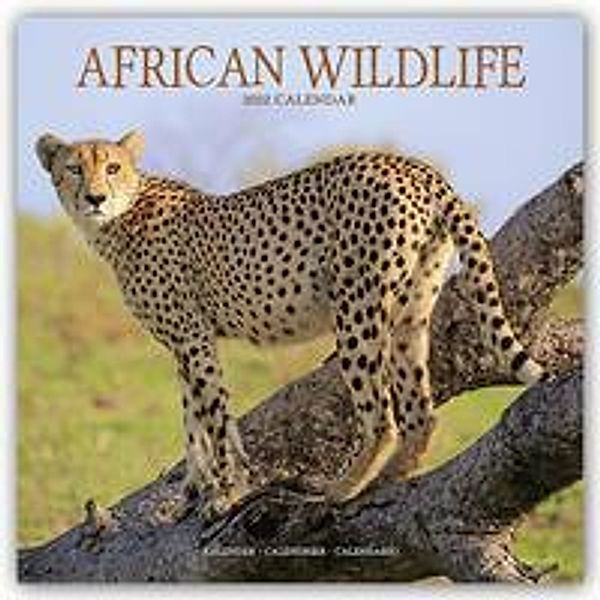 African Wildlife - Afrikanische Tierwelt 2022, Avonside Publishing Ltd