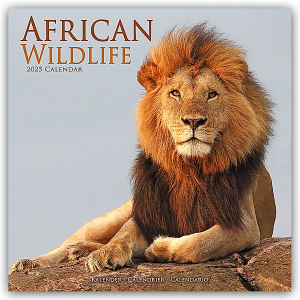 African Wildlife - Afrikanische Tierwelt 2025 - 16-Monatskalender, Avonside Publishing Ltd