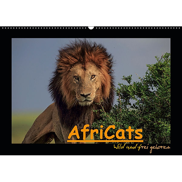 AfriCats (Wandkalender 2019 DIN A2 quer), Harald Pieta