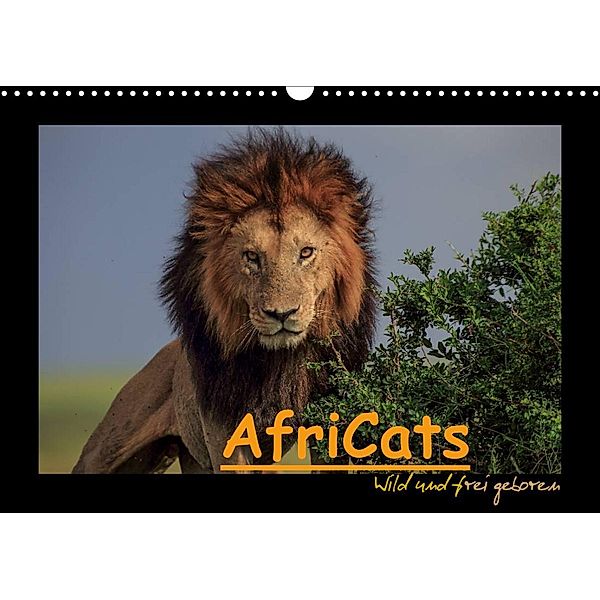 AfriCats (Wandkalender 2023 DIN A3 quer), Harald Pieta