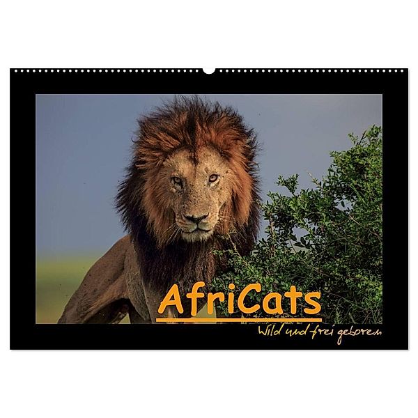 AfriCats (Wandkalender 2024 DIN A2 quer), CALVENDO Monatskalender, Harald Pieta