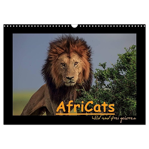 AfriCats (Wandkalender 2024 DIN A3 quer), CALVENDO Monatskalender, Harald Pieta