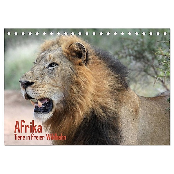 Afrika. Tiere in freier Wildbahn (Tischkalender 2024 DIN A5 quer), CALVENDO Monatskalender, Elisabeth Stanzer