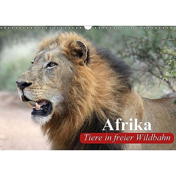 Afrika. Tiere in freier Wildbahn (Wandkalender 2017 DIN A3 quer), Elisabeth Stanzer