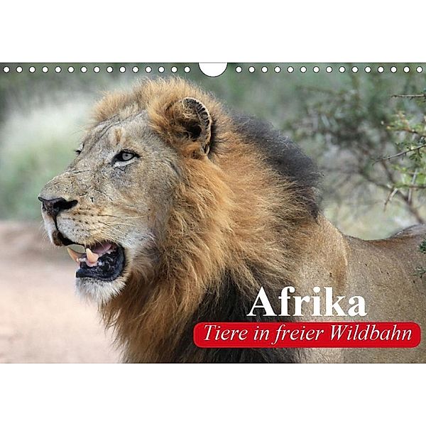 Afrika. Tiere in freier Wildbahn (Wandkalender 2020 DIN A4 quer), Elisabeth Stanzer