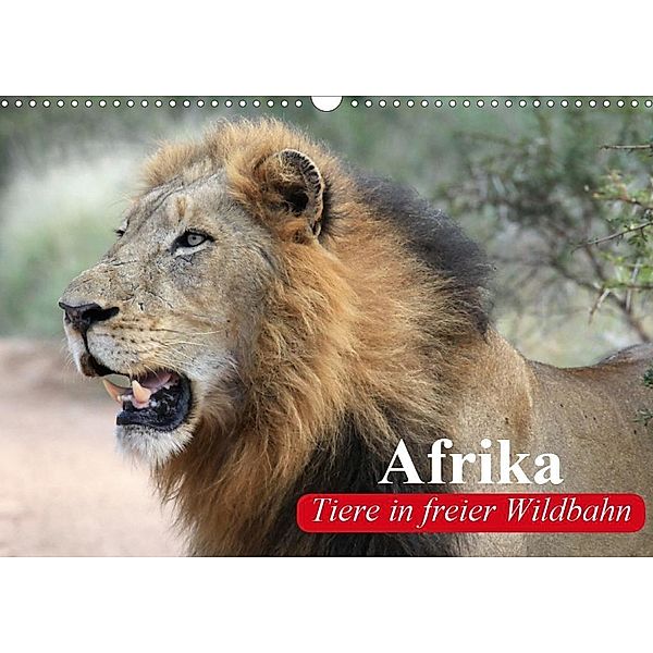 Afrika. Tiere in freier Wildbahn (Wandkalender 2020 DIN A3 quer), Elisabeth Stanzer