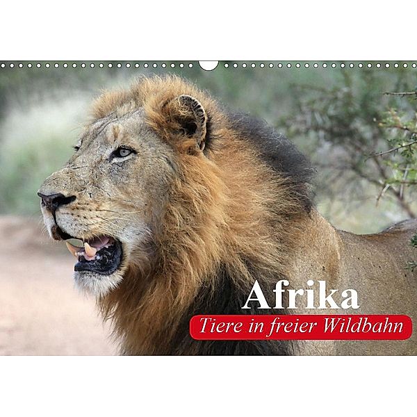 Afrika. Tiere in freier Wildbahn (Wandkalender 2021 DIN A3 quer), Elisabeth Stanzer