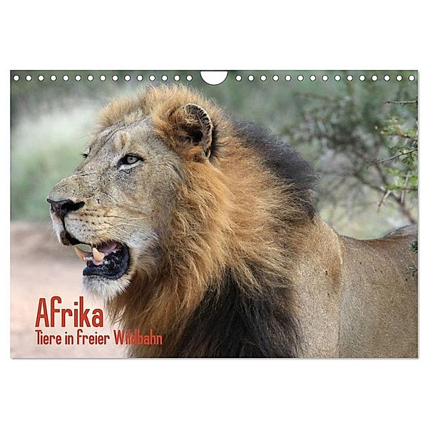 Afrika. Tiere in freier Wildbahn (Wandkalender 2024 DIN A4 quer), CALVENDO Monatskalender, Elisabeth Stanzer
