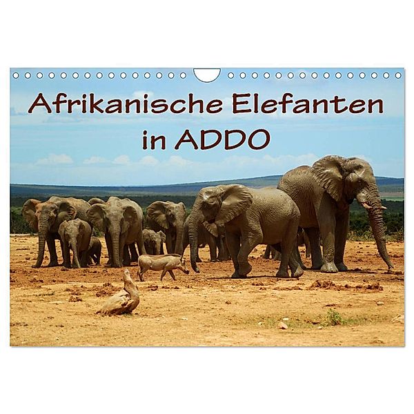 Afrikanische Elefanten in ADDO (Wandkalender 2024 DIN A4 quer), CALVENDO Monatskalender, Anke van Wyk