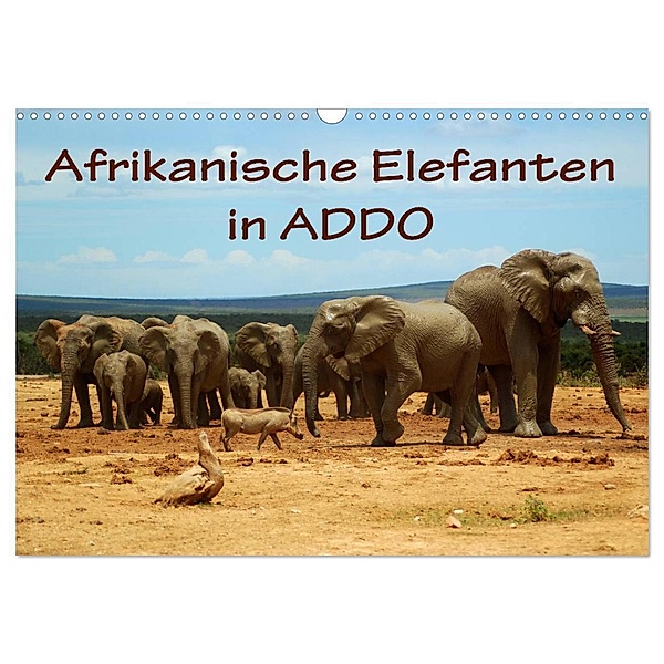 Afrikanische Elefanten in ADDO (Wandkalender 2024 DIN A3 quer), CALVENDO Monatskalender, Anke van Wyk