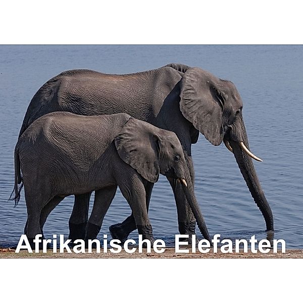 Afrikanische Elefanten (Posterbuch DIN A2 quer), Gerald Wolf