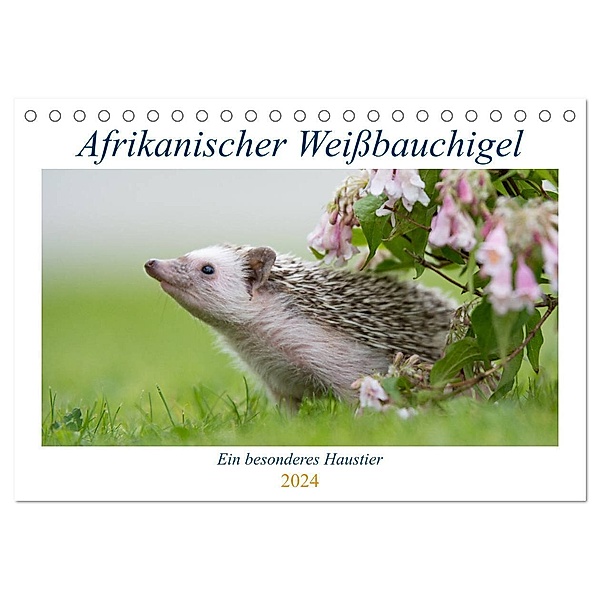Afrikanische Weissbauchigel (Tischkalender 2024 DIN A5 quer), CALVENDO Monatskalender, Andreas Zimmermann