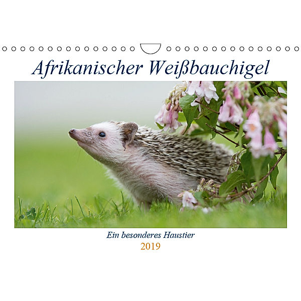 Afrikanische weißbauchigel (Wandkalender 2019 DIN A4 quer), Andreas Zimmermann