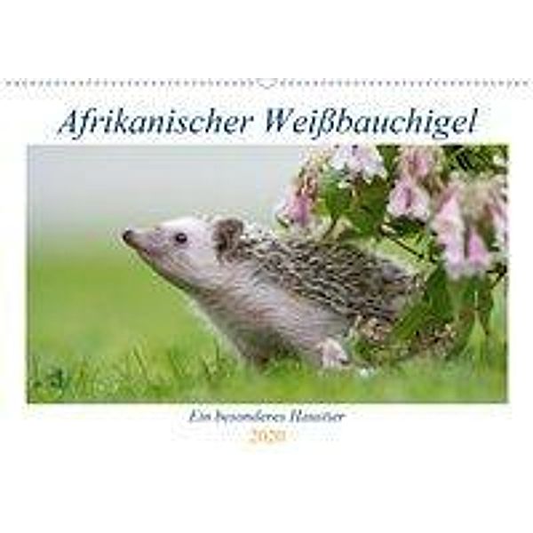 Afrikanische Weißbauchigel (Wandkalender 2020 DIN A2 quer), Andrea Zimmermann, Marina Zimmermann, Fotografie GbR