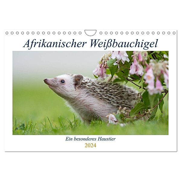 Afrikanische Weißbauchigel (Wandkalender 2024 DIN A4 quer), CALVENDO Monatskalender, Andreas Zimmermann