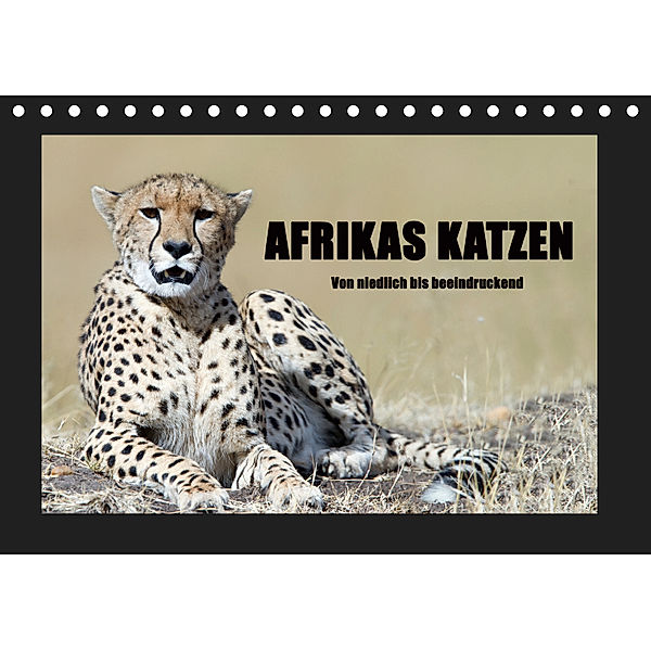Afrikas Katzen (Tischkalender 2019 DIN A5 quer), Angelika Stern