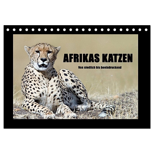 Afrikas Katzen (Tischkalender 2024 DIN A5 quer), CALVENDO Monatskalender, Angelika Stern