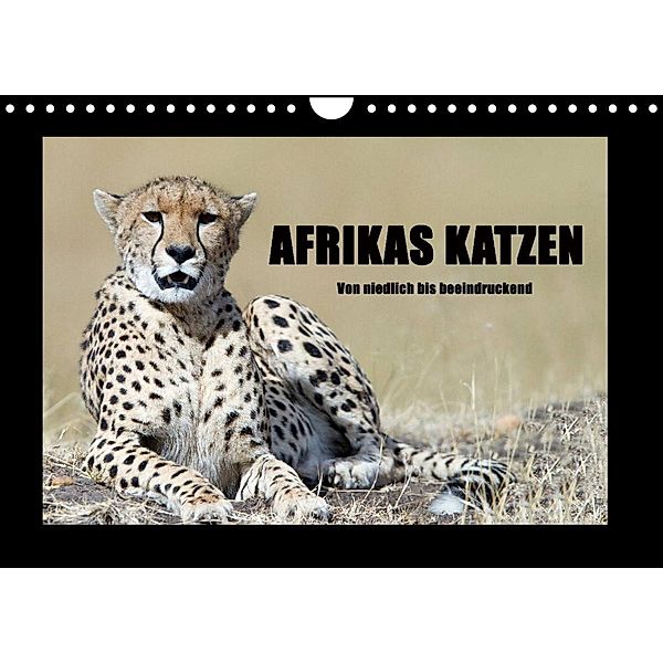 Afrikas Katzen (Wandkalender 2023 DIN A4 quer), Angelika Stern