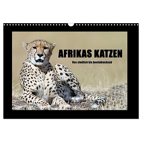Afrikas Katzen (Wandkalender 2024 DIN A3 quer), CALVENDO Monatskalender, Angelika Stern