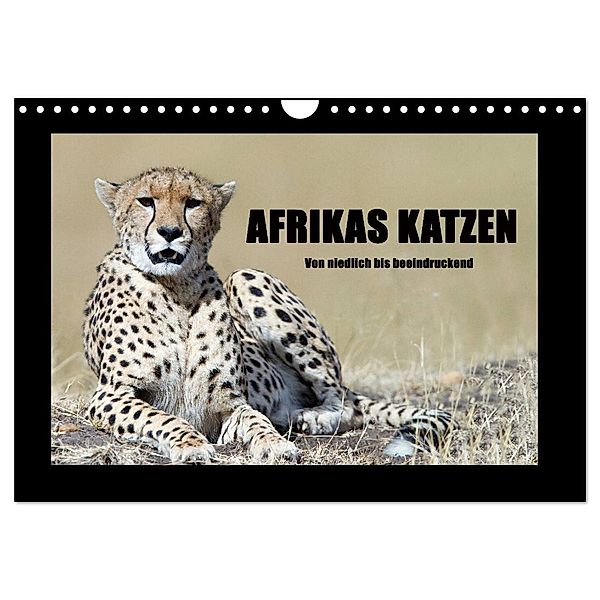 Afrikas Katzen (Wandkalender 2024 DIN A4 quer), CALVENDO Monatskalender, Angelika Stern