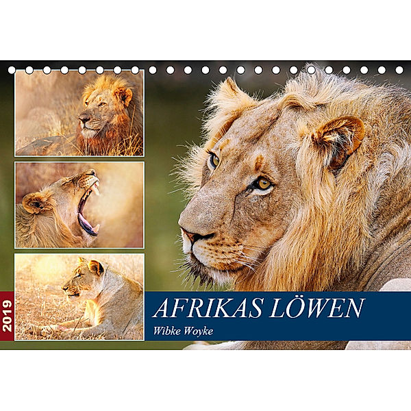Afrikas Löwen 2019 (Tischkalender 2019 DIN A5 quer), Wibke Woyke