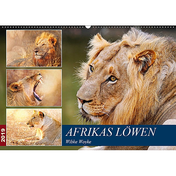 Afrikas Löwen 2019 (Wandkalender 2019 DIN A2 quer), Wibke Woyke