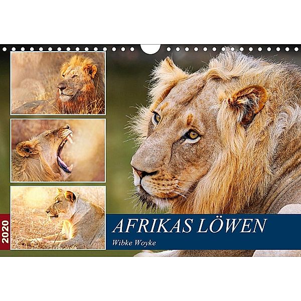 Afrikas Löwen 2020 (Wandkalender 2020 DIN A4 quer), Wibke Woyke