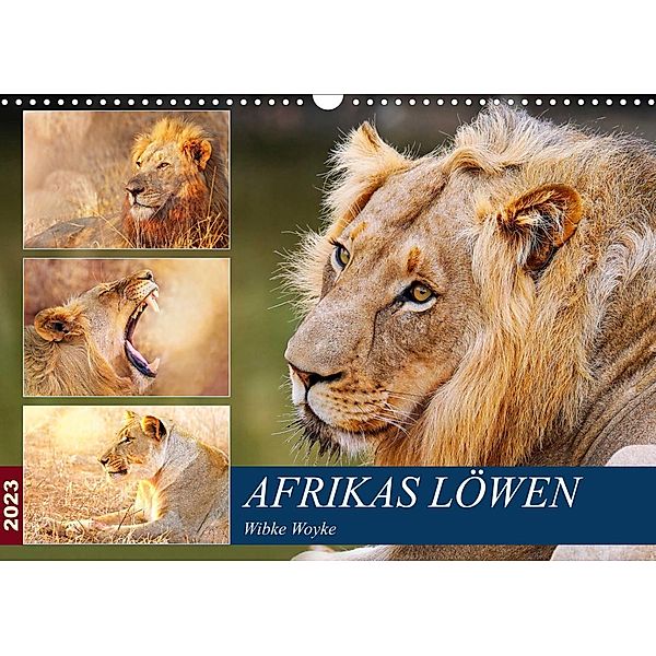 Afrikas Löwen 2023 (Wandkalender 2023 DIN A3 quer), Wibke Woyke