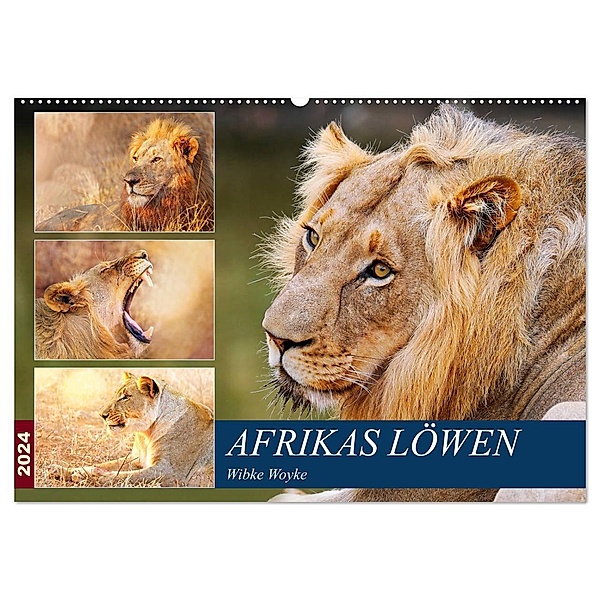 Afrikas Löwen 2024 (Wandkalender 2024 DIN A2 quer), CALVENDO Monatskalender, Wibke Woyke