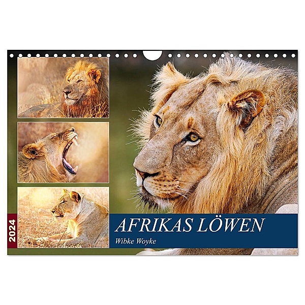 Afrikas Löwen 2024 (Wandkalender 2024 DIN A4 quer), CALVENDO Monatskalender, Wibke Woyke