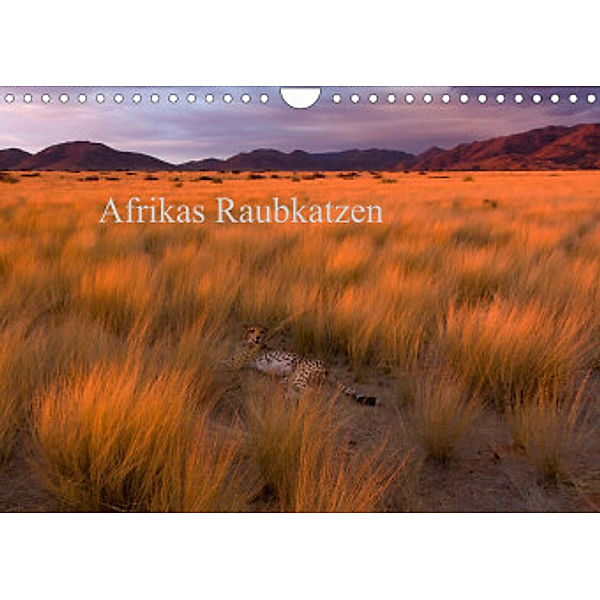 Afrikas Raubkatzen (Wandkalender 2022 DIN A4 quer), Michael Voß
