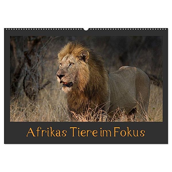 Afrikas Tiere im Fokus (Wandkalender 2024 DIN A2 quer), CALVENDO Monatskalender, Johann Schörkhuber